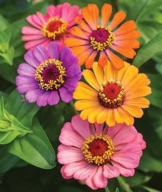 Zinnia Forecast Mix - Burpee Seeds