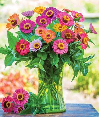 Color Zinnia Zinnia Forecast Mixed Colours - Burpee Seeds – Wildwood Outdoor Living