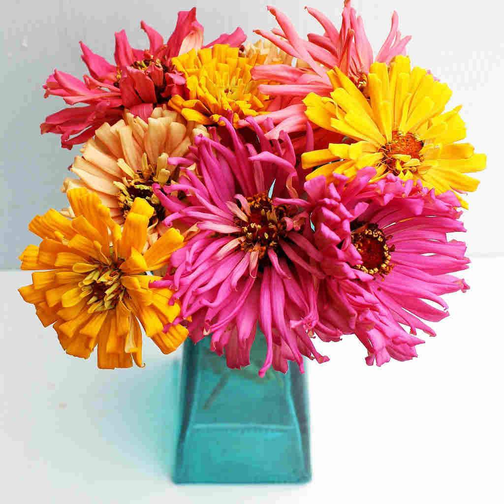 Zinnia Giant Cactus Mix - McKenzie Seeds 