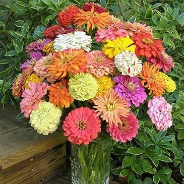 Zinnia Granny's Bouquet - Renee's Garden Seeds