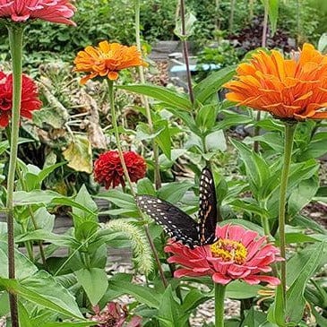 Zinnia Granny's Bouquet - Renee's Garden Seeds