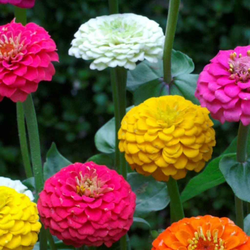 Zinnia Lilliput Mix, Sow Easy - McKenzie Seeds