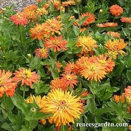 Zinnia Mighty Lion - Renee's Garden Seeds