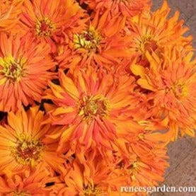 Zinnia Mighty Lion - Renee's Garden Seeds