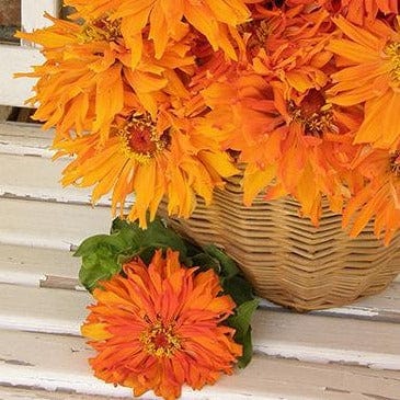 Zinnia Mighty Lion - Renee's Garden Seeds