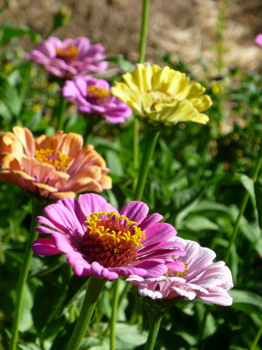 Zinnia Mix - Salt Spring Seeds