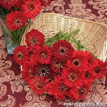 Zinnia Moulin Rouge - Renee's Garden Seeds