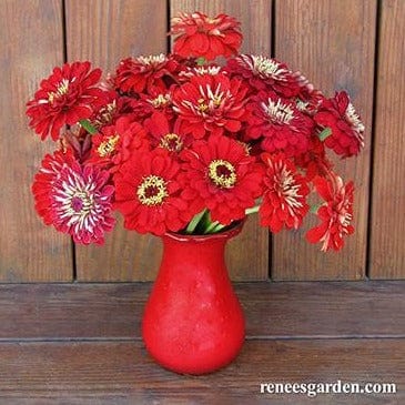 Zinnia Moulin Rouge - Renee's Garden Seeds