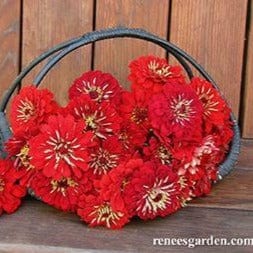 Zinnia Moulin Rouge - Renee's Garden Seeds