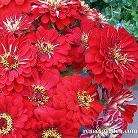 Zinnia Moulin Rouge - Renee's Garden Seeds