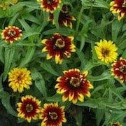 Zinnia Old Mexico - Cornucopia Seeds