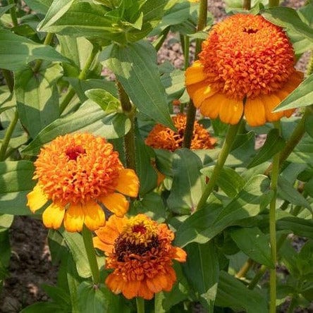 Zinnia Orange Cupcake - West Coast Seeds