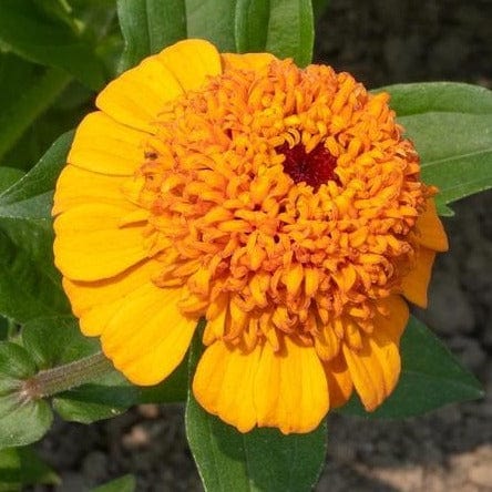 Zinnia Orange Cupcake - West Coast Seeds