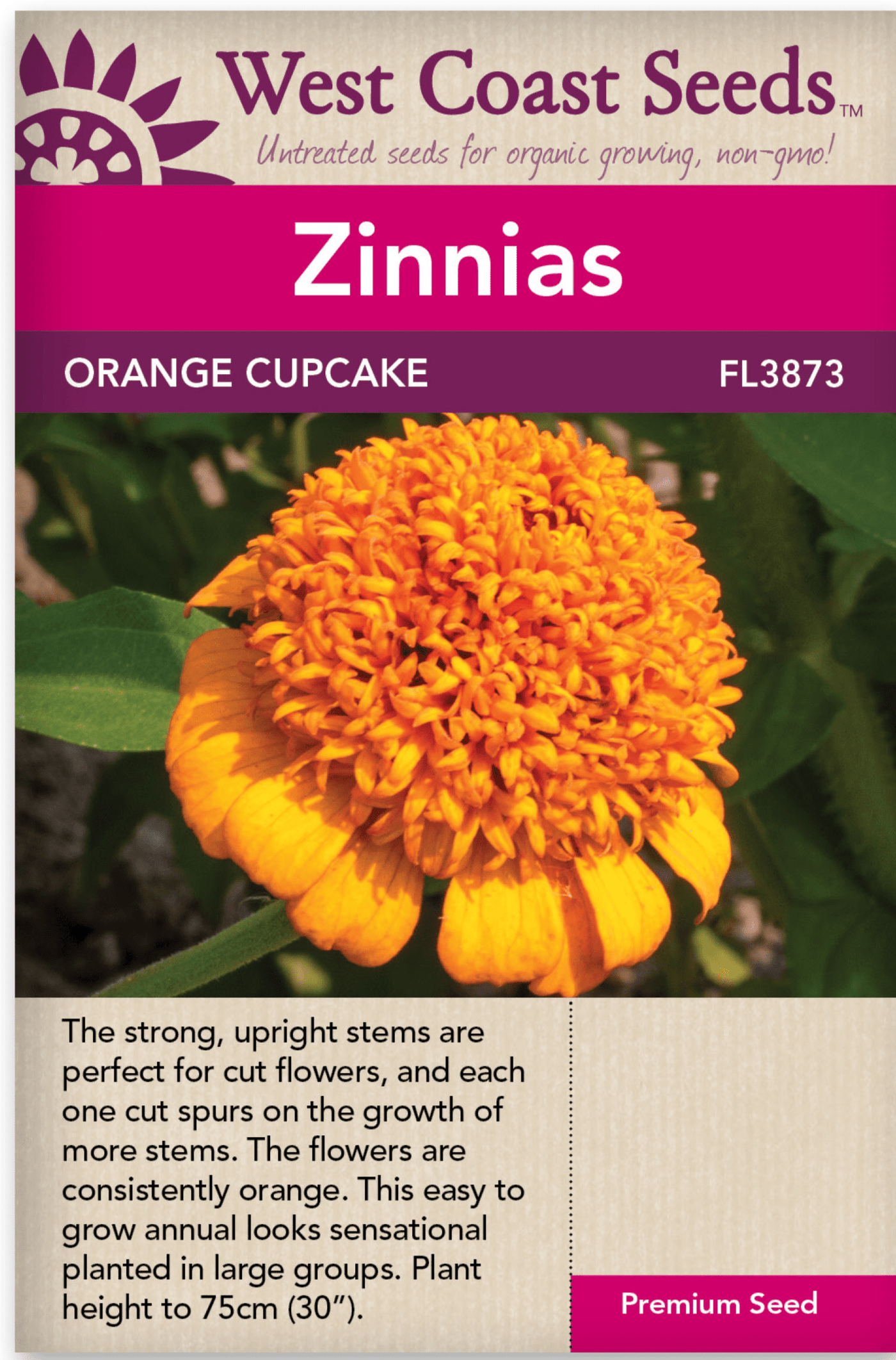 Zinnia Orange Cupcake - West Coast Seeds
