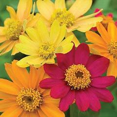 Zinnia Pinwheel Mix - Burpee Seeds