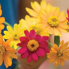 Zinnia Pinwheel Mix - Burpee Seeds