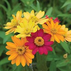 Zinnia Pinwheel Mix - Burpee Seeds