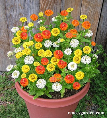 Zinnia Pixie Sunshine - Renee's Garden Seeds