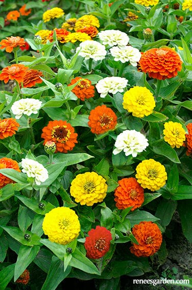 Zinnia Pixie Sunshine - Renee's Garden Seeds