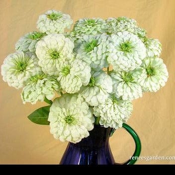 Zinnia Polar Bear - Renee's Garden Seeds