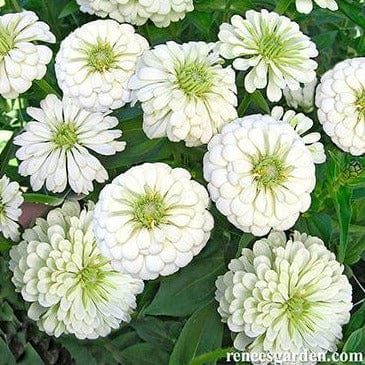 Zinnia Polar Bear - Renee's Garden Seeds