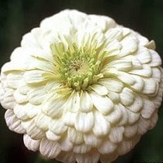 Zinnia Polar Bear - Renee's Garden Seeds