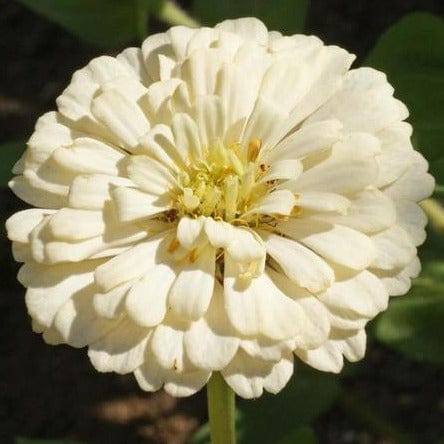 Zinnia Polar Bear - West Coast Seeds