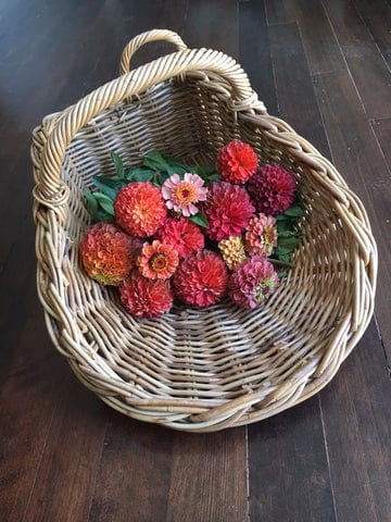 Zinnia Queeny Lime Orange - West Coast Seeds