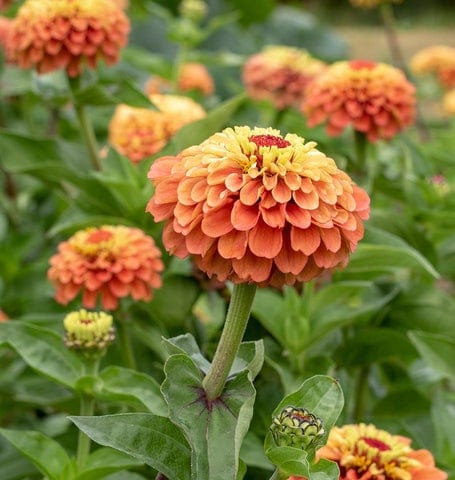 Zinnia Queeny Lime Orange - West Coast Seeds