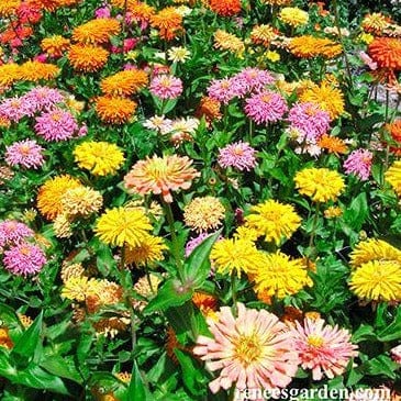 Zinnia Raggedy Anne - Renee's Garden Seeds