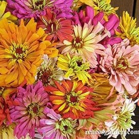 Zinnia Raggedy Anne - Renee's Garden Seeds