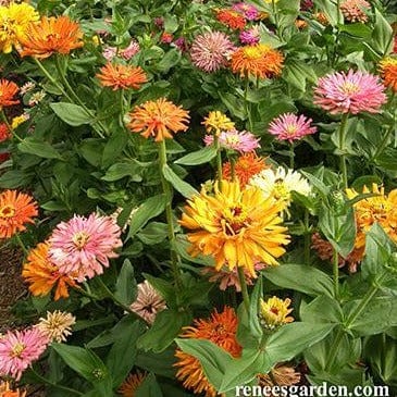 Zinnia Raggedy Anne - Renee's Garden Seeds