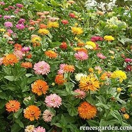 Zinnia Raggedy Anne - Renee's Garden Seeds