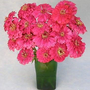 Zinnia Raspberry Sorbet - Renee's Garden Seeds