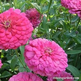 Zinnia Raspberry Sorbet - Renee's Garden Seeds