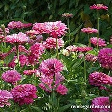 Zinnia Raspberry Sorbet - Renee's Garden Seeds