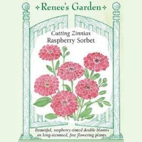 Zinnia Raspberry Sorbet - Renee's Garden Seeds
