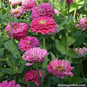 Zinnia Raspberry Sorbet - Renee's Garden Seeds