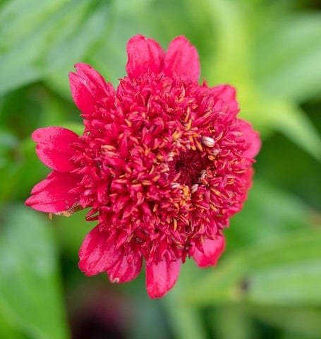 Zinnia Sanguinea Cupcake - West Coast Seeds