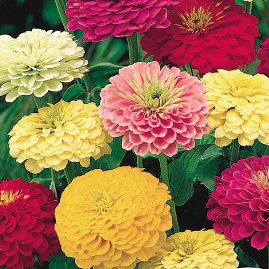 Zinnia State Fair Jumbo - McKenzie Seeds