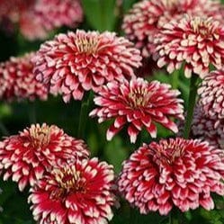 Zinnia Summer Pinwheels