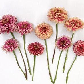 Zinnia Summer Pinwheels - Renee's Garden Seeds