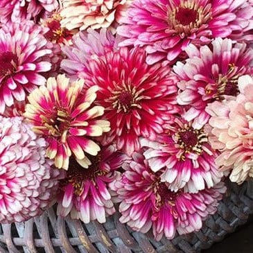 Zinnia Summer Pinwheels