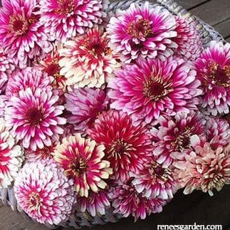 Zinnia Summer Pinwheels - Renee's Garden Seeds