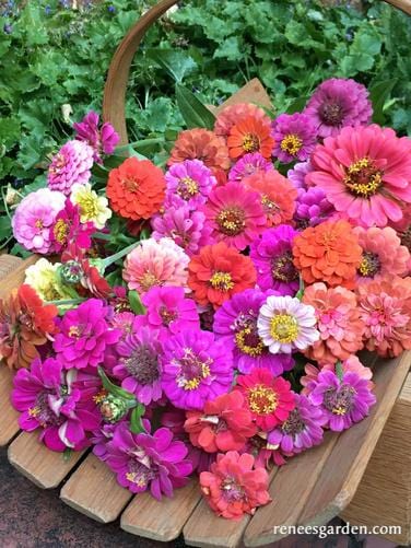 Zinnia Thumbelina Mix - Renee's Garden Seeds