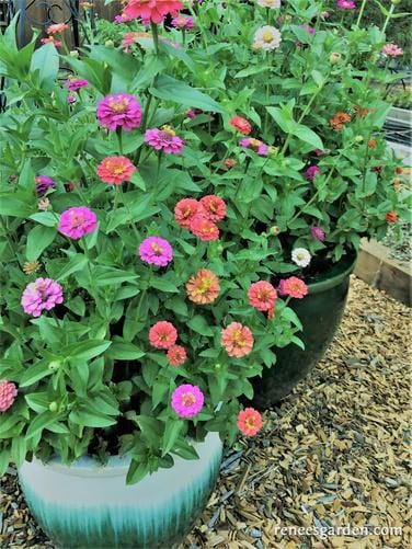 Zinnia Thumbelina Mix - Renee's Garden Seeds