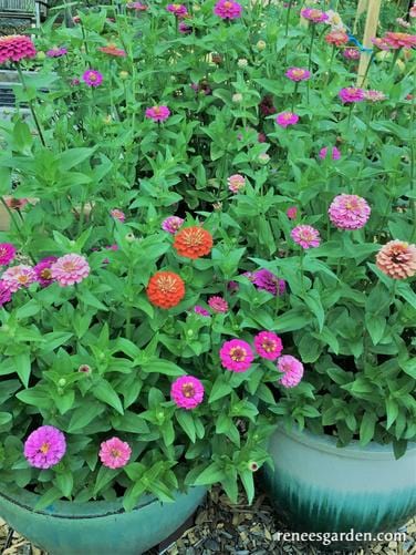 Zinnia Thumbelina Mix - Renee's Garden Seeds