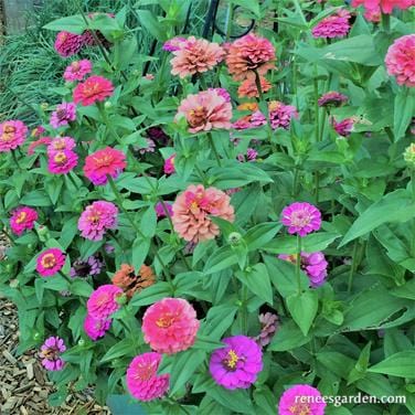 Zinnia Thumbelina Mix - Renee's Garden Seeds