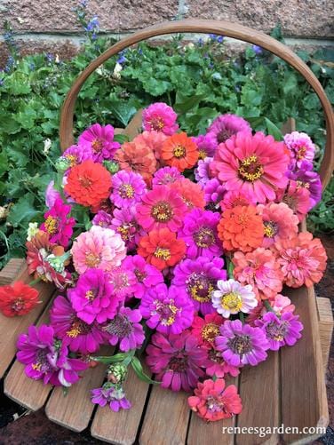 Zinnia Thumbelina Mix - Renee's Garden Seeds