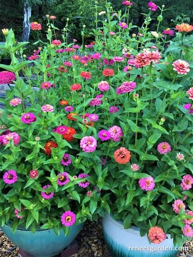 Zinnia Thumbelina Mix - Renee's Garden Seeds